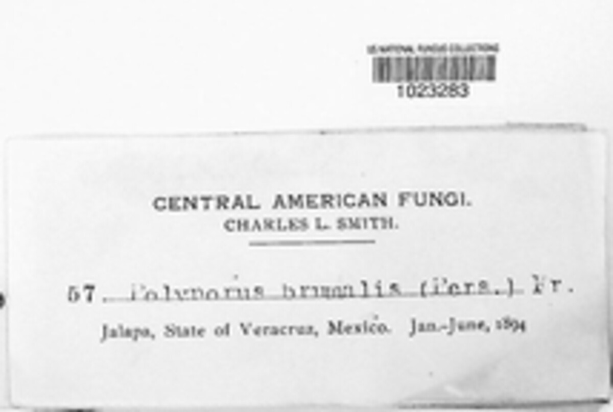 Lentinus brumalis image